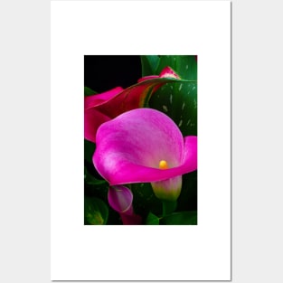 Pink Calla Lily Garden Still Life Posters and Art